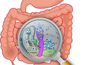 Gut Bacteria – How They Talk To Our Bodies To Affect Our Weight