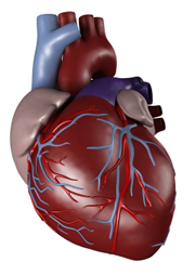 Liraglutide Reduces Heart Disease In People with Type 2 Diabetes