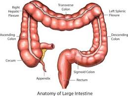 Could Obesity Surgery Increase the Risk of Colon Cancer?