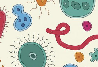 How Do Our Gut Bacteria Contribute To Obesity… And Can We Treat Them?