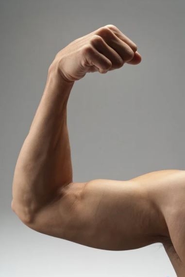 Could Weight Management Medication Grow Muscle and Shed Fat?