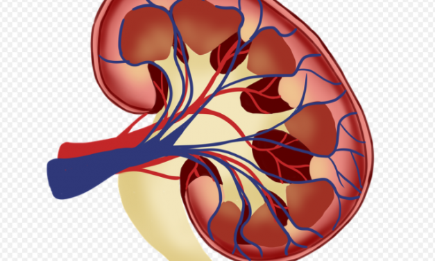 What’s your risk of kidney failure – and how can you reduce it?