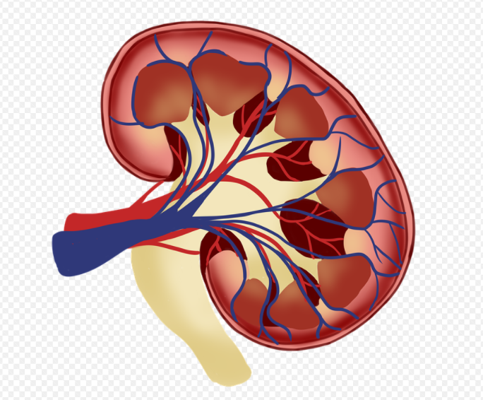 What’s your risk of kidney failure – and how can you reduce it?