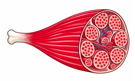 How common is sarcopenia (loss of muscle) in people with type 2 diabetes – and what can we do about it?